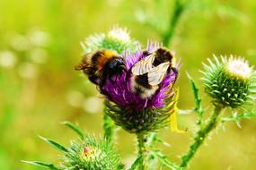 bumblebee on purple thistle flower close up on blurred background