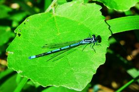 blue Invertebrates Insect