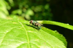 Close-up of the green fly, on the green leaf in light