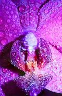 purple orchid after rain close up