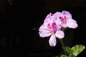 seasonal pink flower on a black background