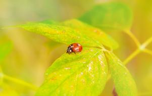 ladybug on the forest leaf