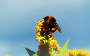 Close-up of the bumblebee on the beautiful, orange and yellow flowers with green leaves, at blue sky with white clouds on background