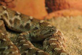 snake close-up on blurred background