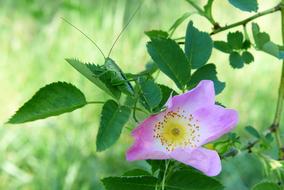 green grasshopper disguises itself on a blooming green plant
