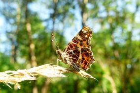 Araschnia levana butterfly on spike of grass