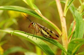 Close-up of the insect, on the beautiful, green leaf of the plant, in light