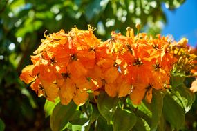 amazing Flower Spring Orange