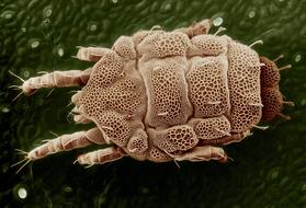 Yellow Mite Lorryia Formosa close-up