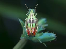 neon insect on the leaf