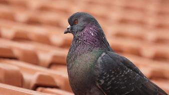 gray pigeon