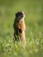 rodent on the green meadow