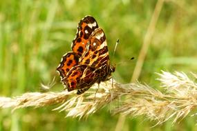 Invertebrates Insect orange