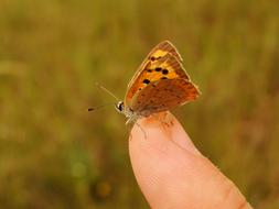 photo of a brown butterfly on a finger