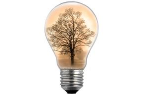 Drawing of the tree in the light bulb on white background