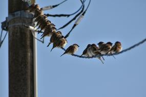 sparrows Sky Pole