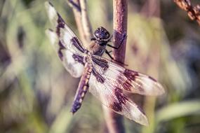 closeup picture of the Dragonfly on a branch