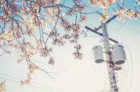 Nature Power