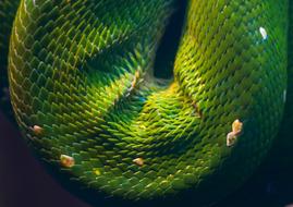 green Snake Reptile Animal