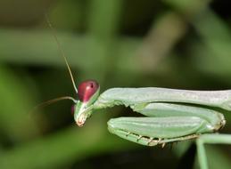 perfect Praying Mantis Insect