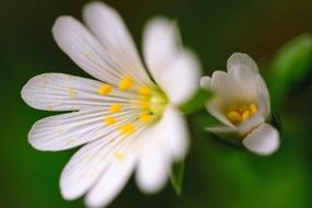 perfect Background Beautiful flowers