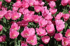 season pink Nature Flower