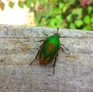 Beetle Figeater Green