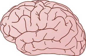 biology brain cortex drawing