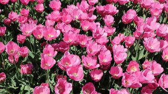Plant Nature Flower pink