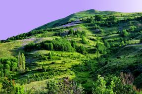 perfect Nature Spring Flowers