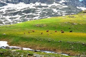 livestock on a green pasture in the mountains