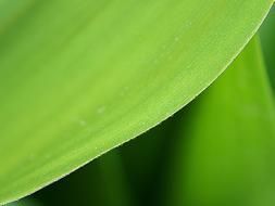 Foliage Plant Dew green