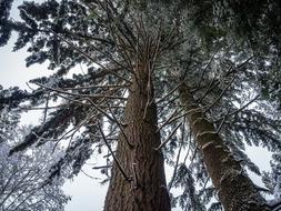 snow on the branches of a tall pine