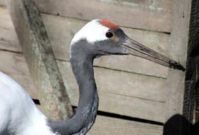 Japanese Crane Bird