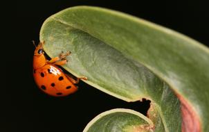 orange beetle with black dots on a green leaf close up