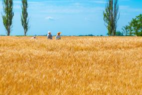 fields of gold and people