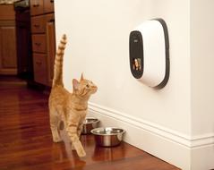 cat and Technology in the interior of the house