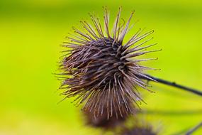 plant with thin petals on green blurred background