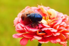 closeup photo of snail and black forest beetle on pink flower