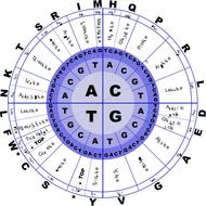 amino acids biology code drawing