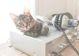 cute Cat Amplifier headphones