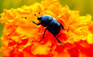 Close-up of the shiny, black forest beetle, on the beautiful, yellow and red flower in summer