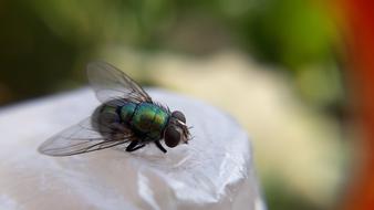 macro photo of a fly on a white surface