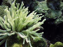 Underwater Anemone Diving coral