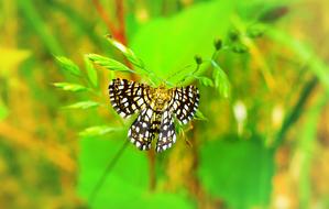 Witalnik Nostrzak Butterfly