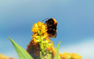 Bumblebee Gas Insect on yellow flower