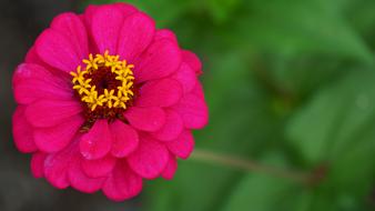 blooming pink flower in the park