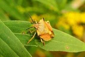 macro photo of Borczyniec Fruit insect on leaf