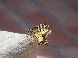 striped summer butterfly on a white stone