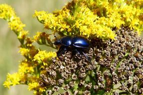 dark blue beetle on mountain flowers